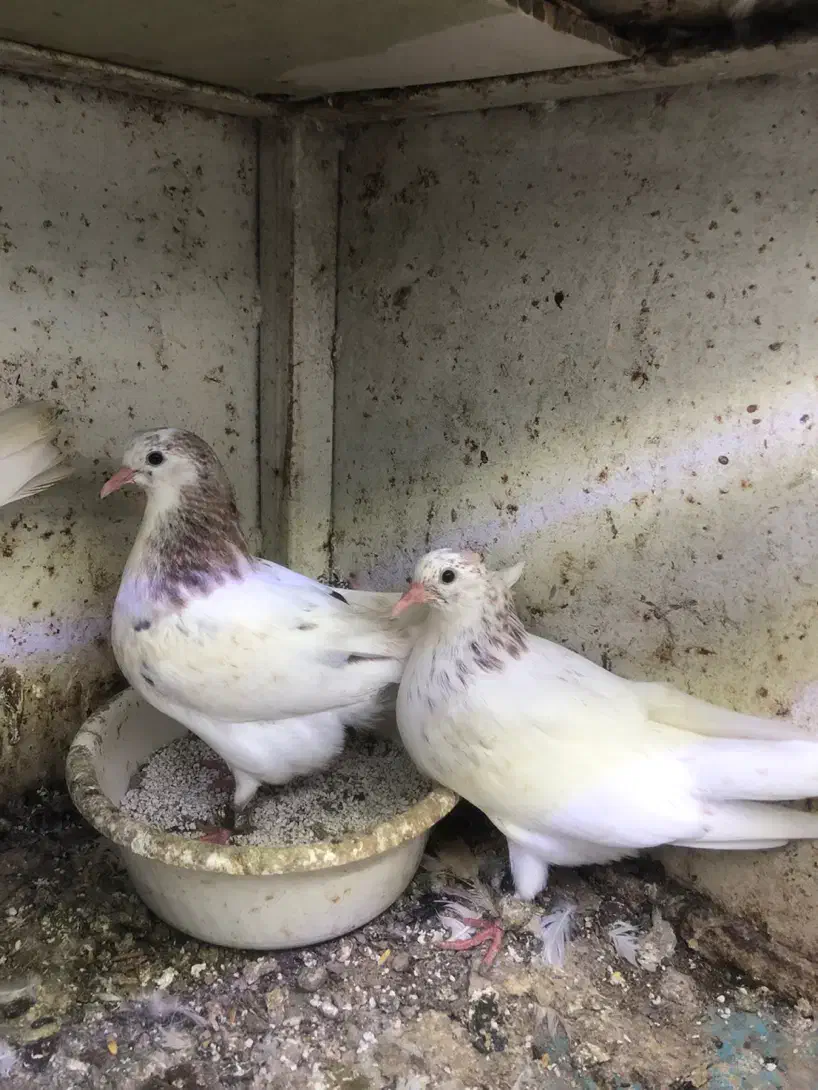 کبوتر|پرنده|کیش, |دیوار