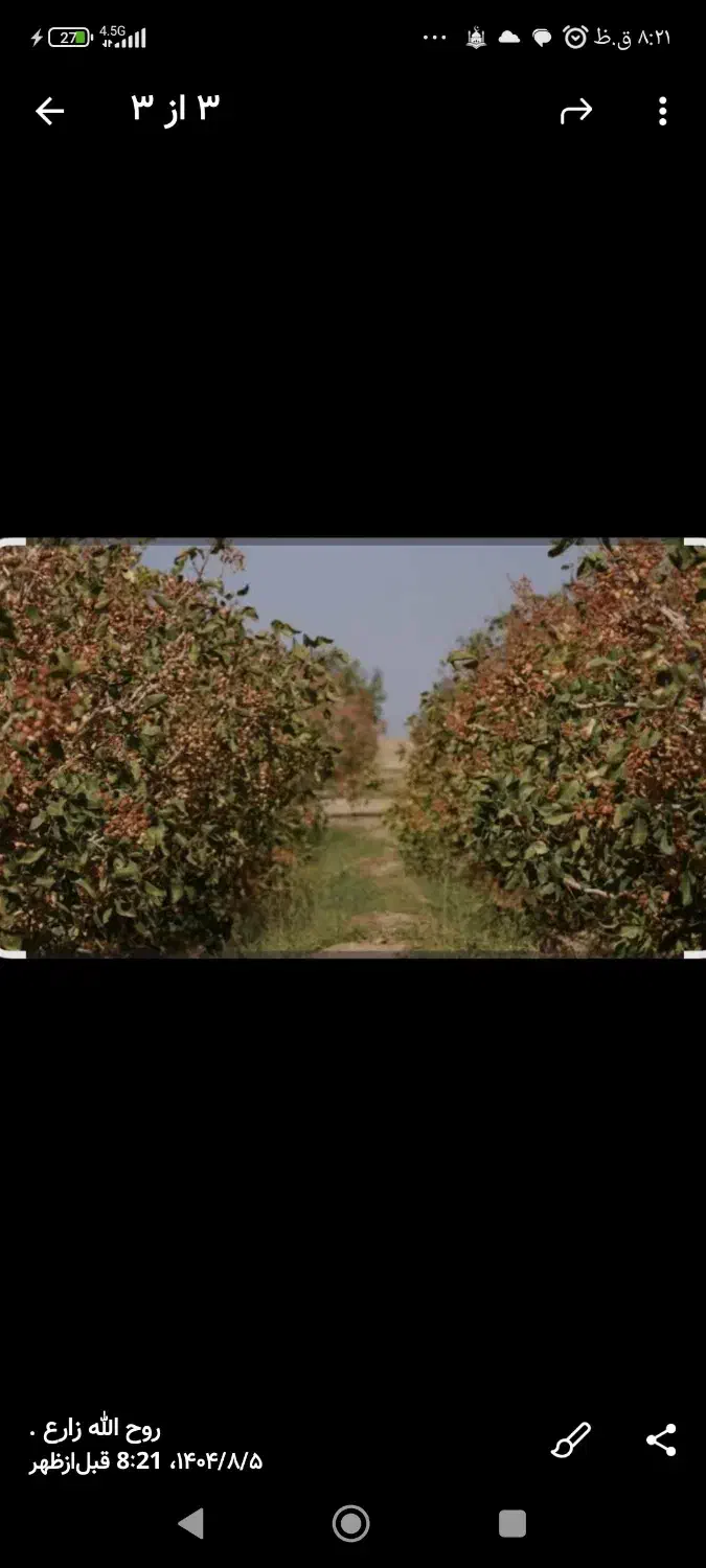 زمین پسته|فروش دفتر صنعتی، کشاورزی، تجاری|مهریز, |دیوار