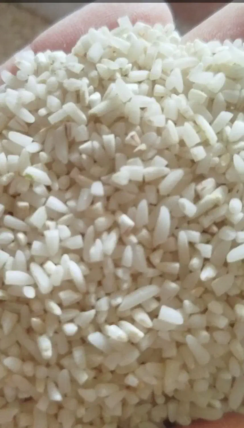 برنج گیلان|خوردنی و آشامیدنی|رودبنه, |دیوار