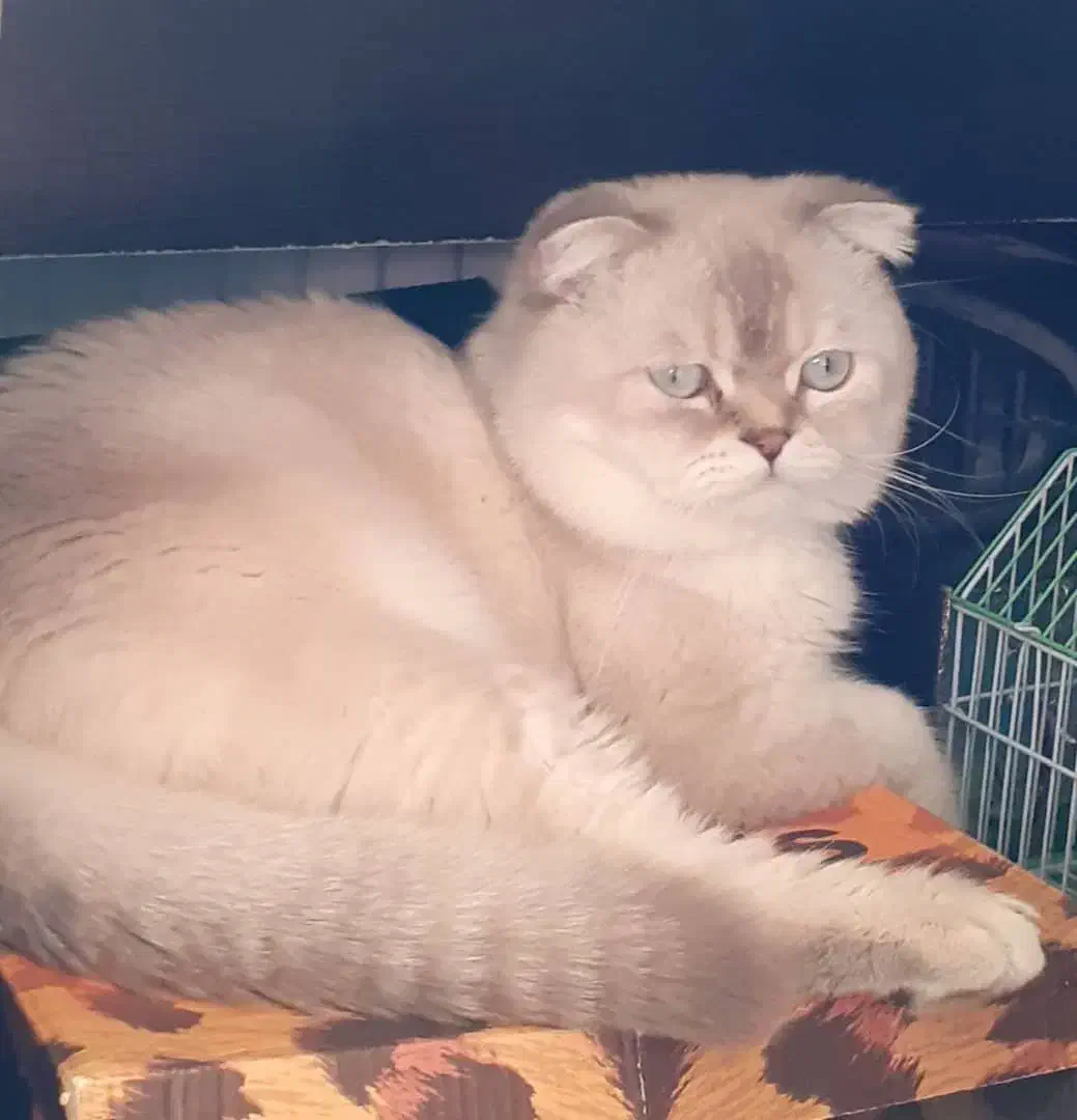 اسکاتیش خاص نر برای جفت گیری|گربه|تبریز, |دیوار