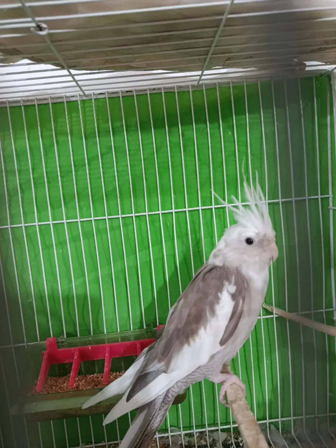 عروس هلندی|پرنده|شیروان (خراسان), |دیوار