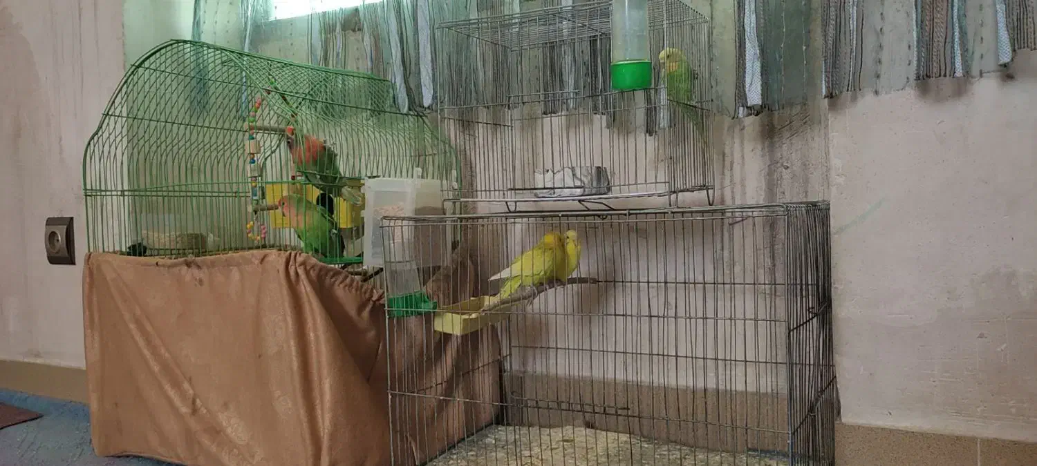 طوطی برزیلی معاوضه با گوشی|پرنده|ارومیه, |دیوار