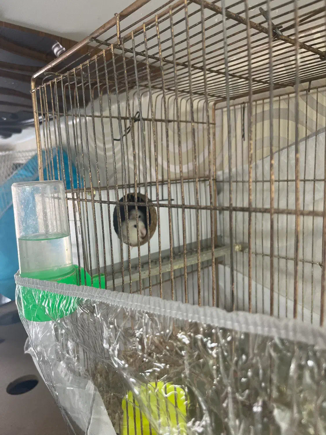 جفت کوتوله|پرنده|مشهد, کوشش|دیوار