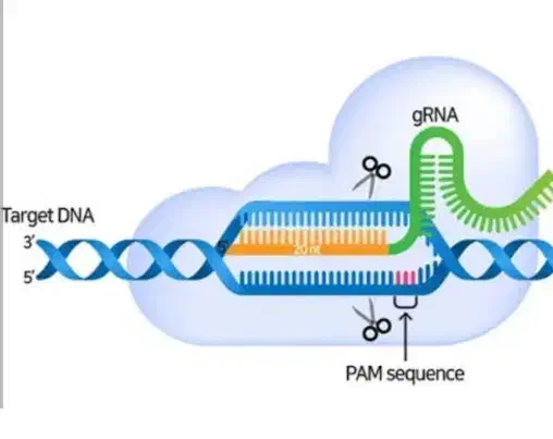 آموزش سیستم کریسپر کس۹ از پایه تا پیشرفته|خدمات آموزشی|اصفهان, برازنده|دیوار