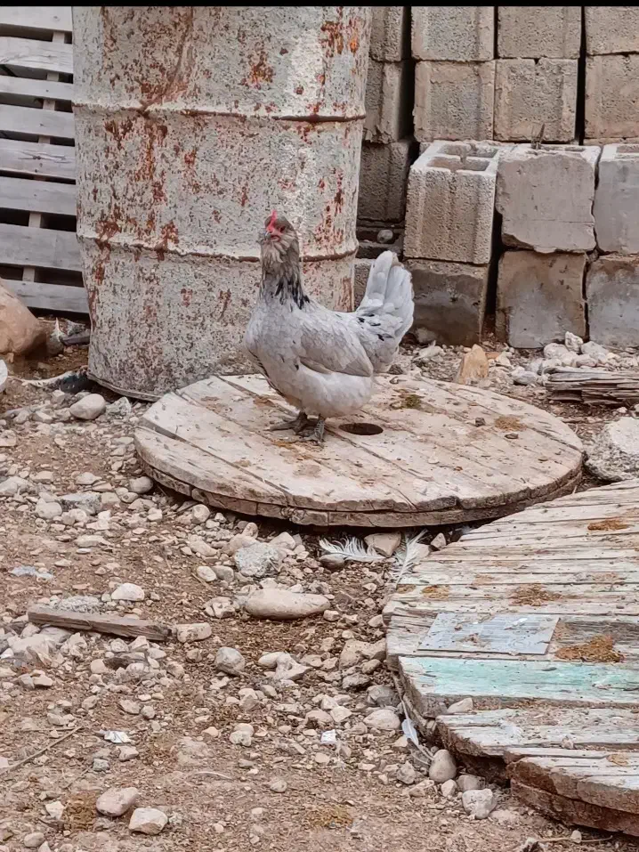 مرغ و خروس پاکر(پاکوتاه)فقط تخم نطفه دار موجود هست|حیوانات مزرعه|چغادک, |دیوار