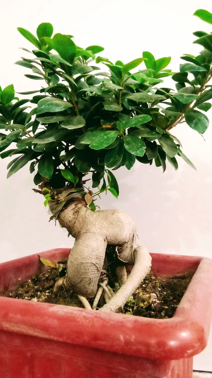 بونسای خاص|گل و گیاه طبیعی|اهواز, کوی باهنر|دیوار