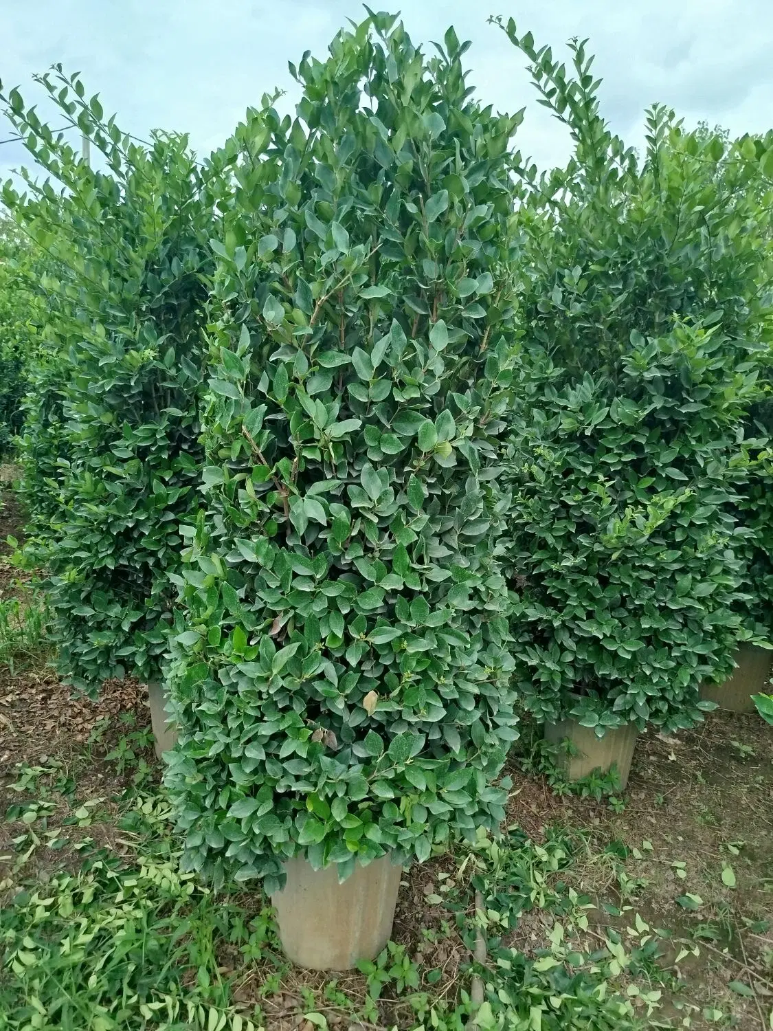 یاس هلندی ریشه پرس جعبه ۴۵|گل و گیاه طبیعی|خمام, |دیوار