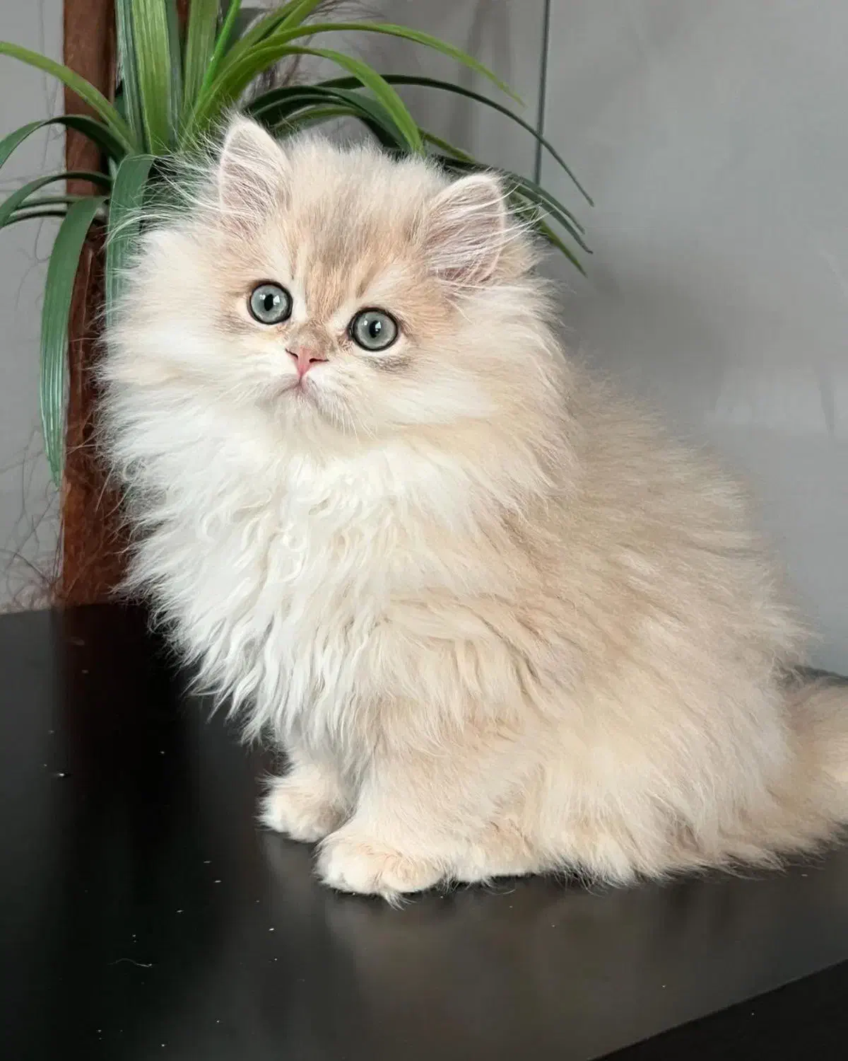 بریتیش لانگ hair|گربه|تهران, زعفرانیه|دیوار