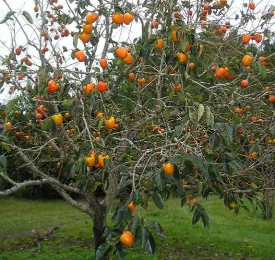 خرمالو سر درخت شما را خریداریم|خدمات باغبانی و درختکاری|زرگرشهر, |دیوار