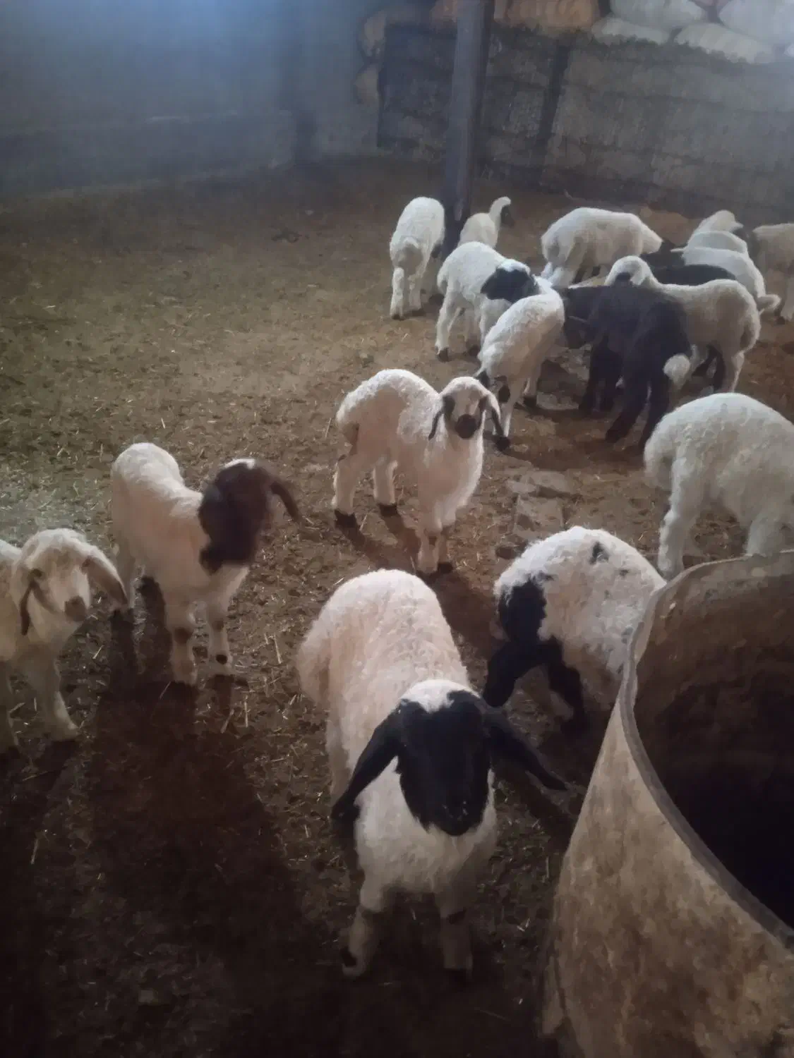 گوسفند وبره|حیوانات مزرعه|ایوان, |دیوار