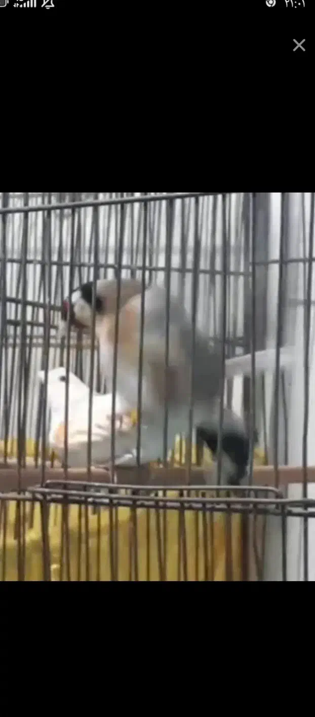 سهره جفت  باغی سر|پرنده|سنندج, |دیوار