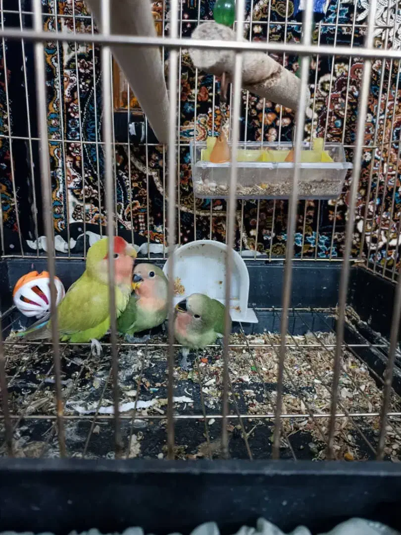 طوطی برزیلی و جوجه|پرنده|کرمانشاه, |دیوار