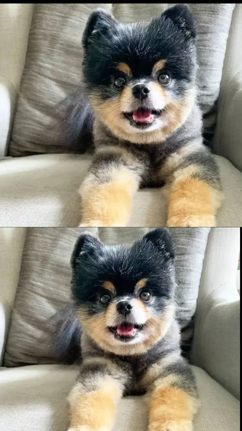 سگ پامرین تک رنگ معاوضه|سگ|کرمانشاه, |دیوار