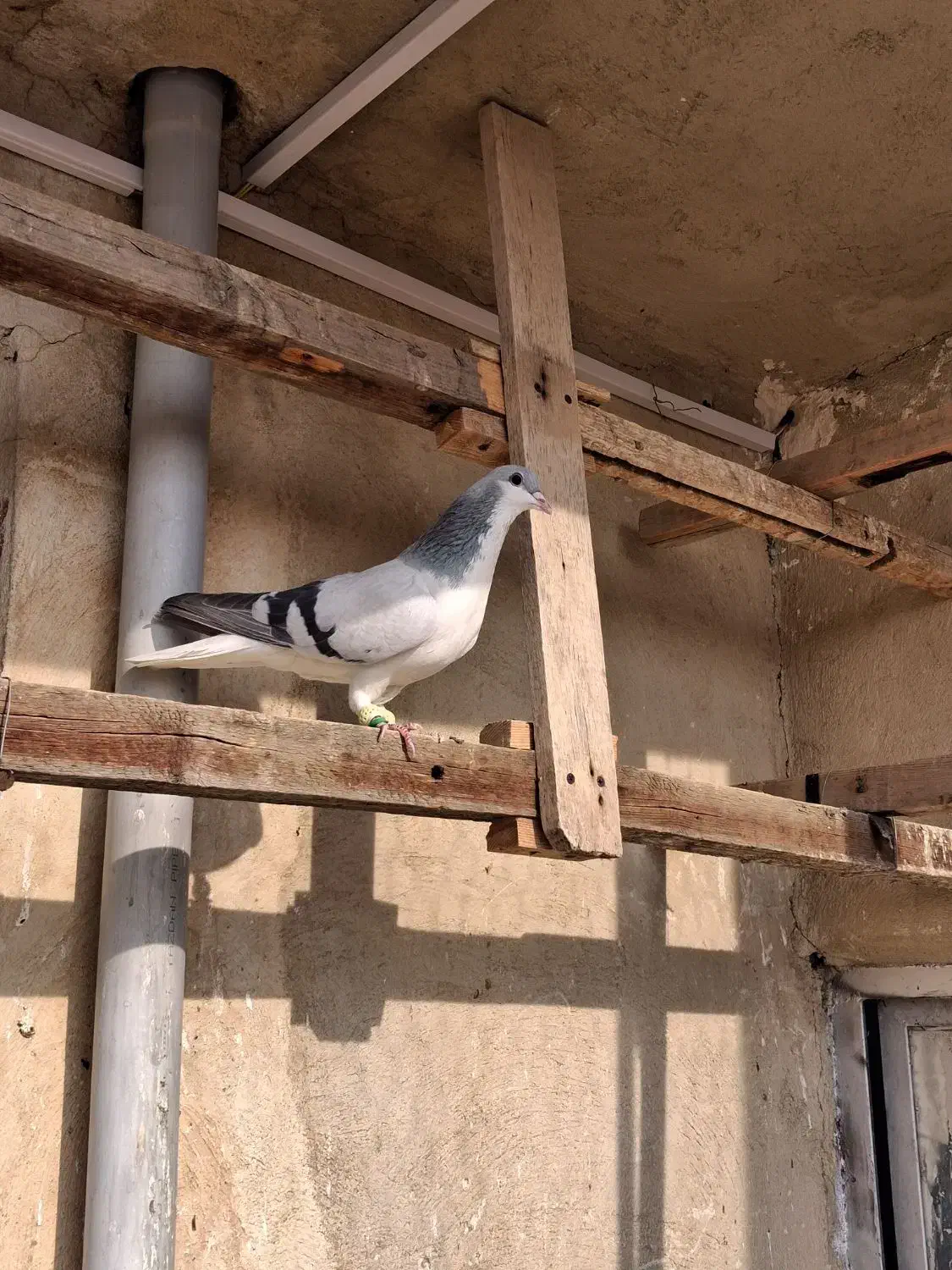 بدرنگ کبود نر|پرنده|دشتابی, |دیوار