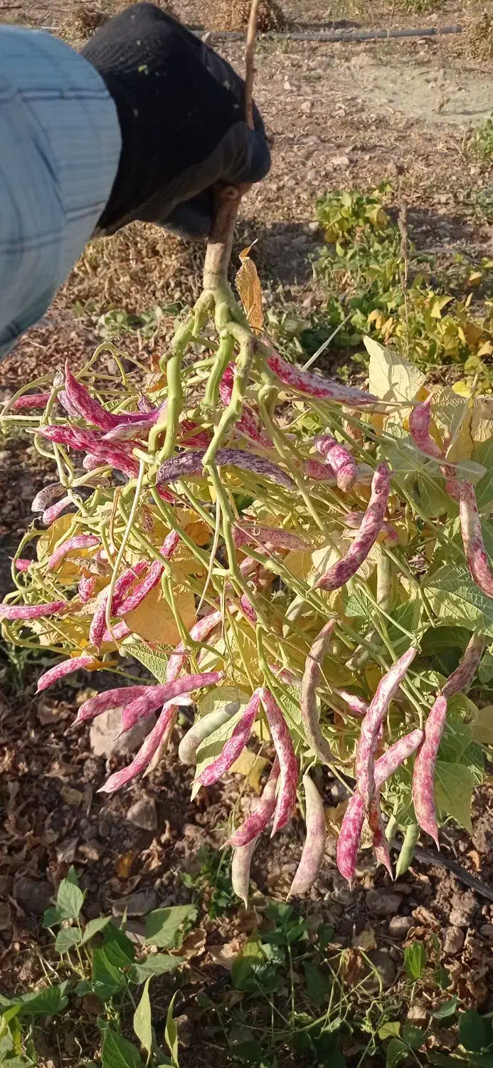 لوبیا چیتی درجه۱ درشت|عمده‌فروشی|ایجرود, |دیوار