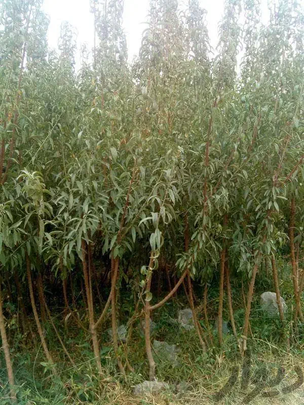 درخت بادام سوپرنوا ، نهال ،گلخانه نهالستان در مشهد|گل و گیاه طبیعی|مشهد, عبادی|دیوار