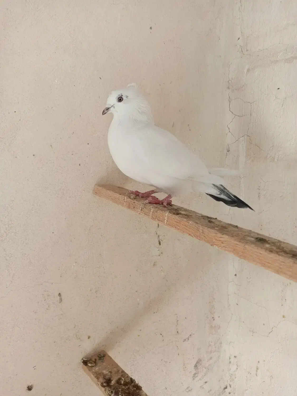 کفتر زمینی و هوایی|پرنده|قم, بلوار امین و ساحلی|دیوار