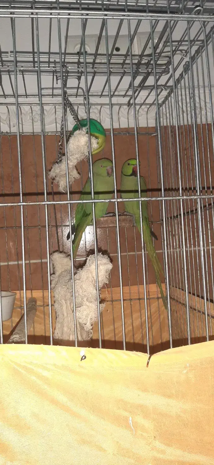 طوطی ملنگو جفت|پرنده|بندرعباس, |دیوار