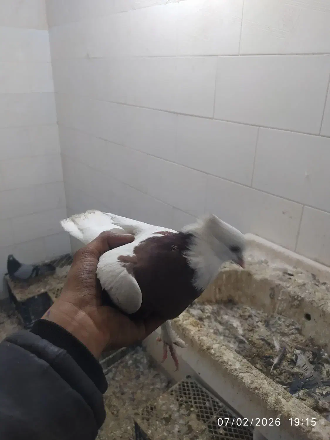 کفترطوقی|پرنده|معصومیه, |دیوار