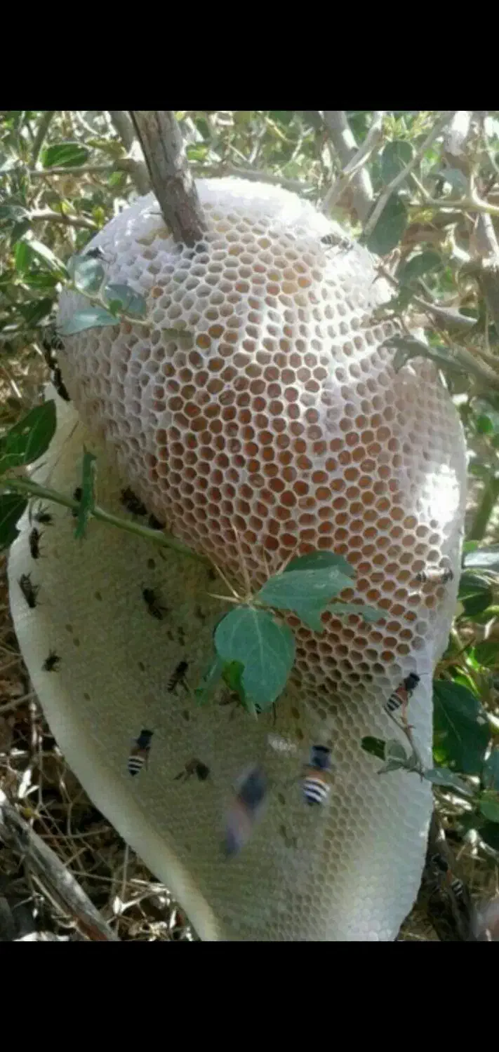 عسل کوهی خالص|خوردنی و آشامیدنی|اهر, |دیوار