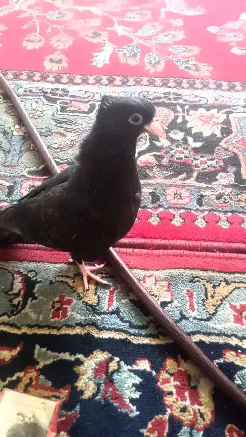 دو عدد کبوتر سبز آبادانی|پرنده|ایذه, |دیوار