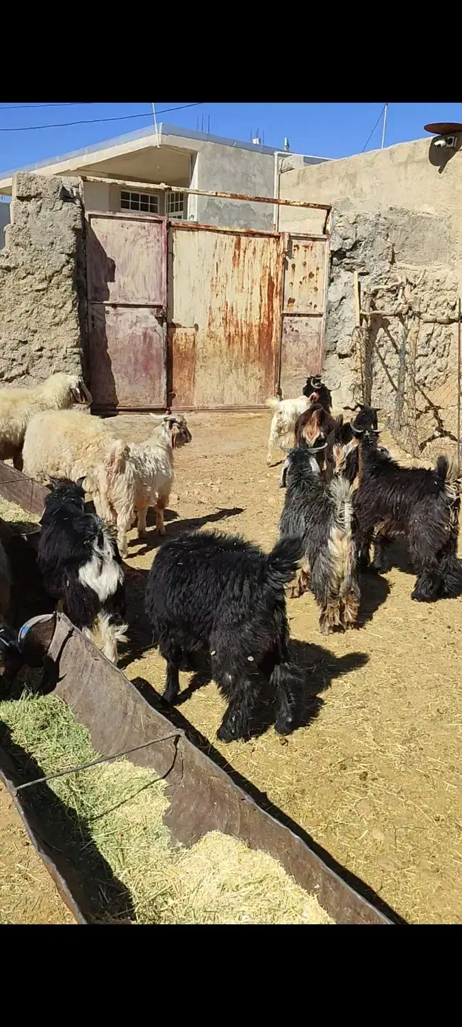 گوسفند پروار بزغاله کاور و قوچ|حیوانات مزرعه|ایلام, |دیوار