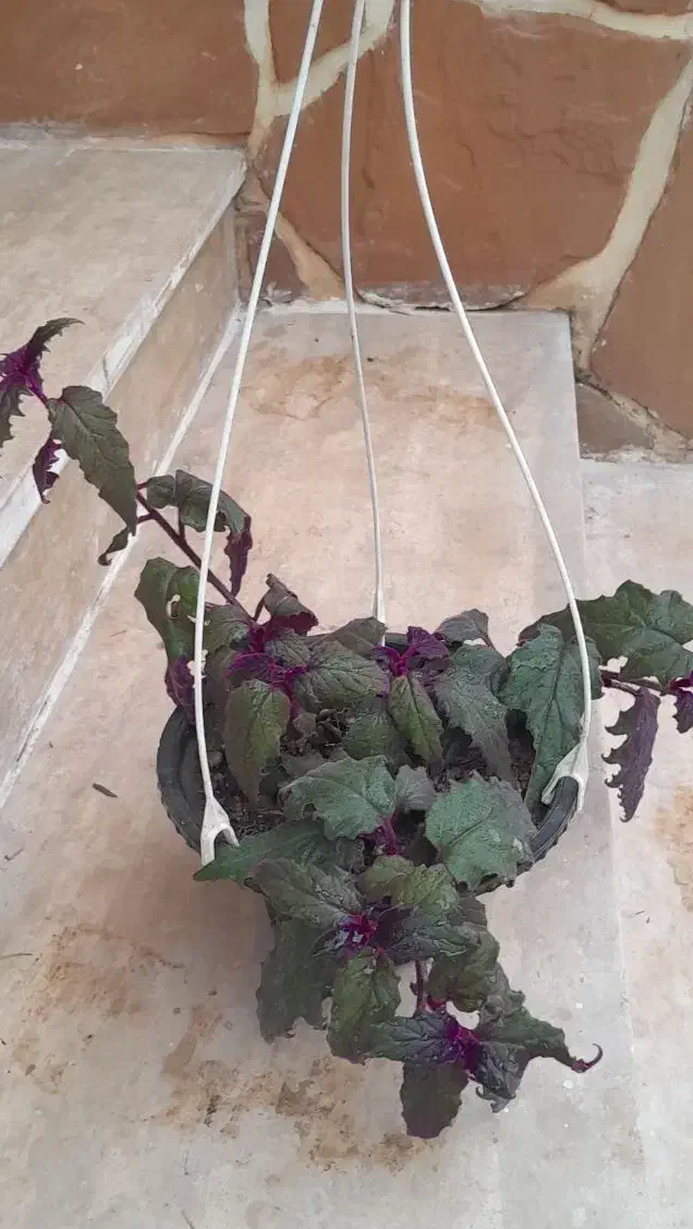 گل های آپارتمانی|گل و گیاه طبیعی|رویان, |دیوار