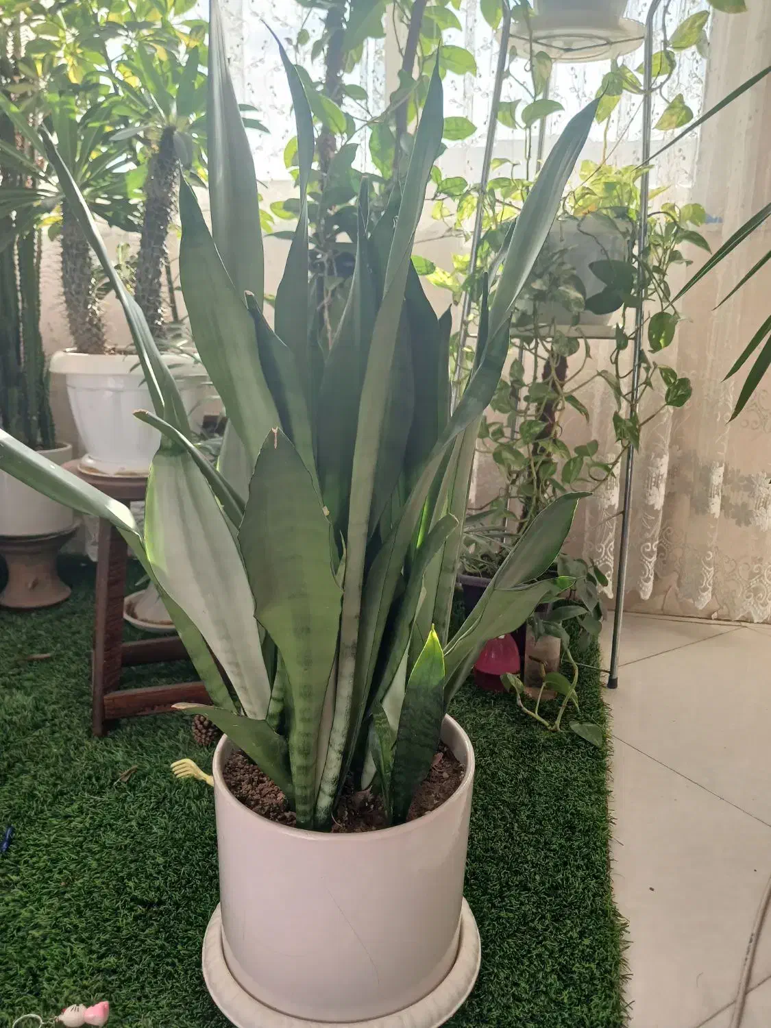 گل سانسوریا مهتابی ،پاکوتاه ، یوکا وآمستل،|گل و گیاه طبیعی|مشهد, بهاران|دیوار