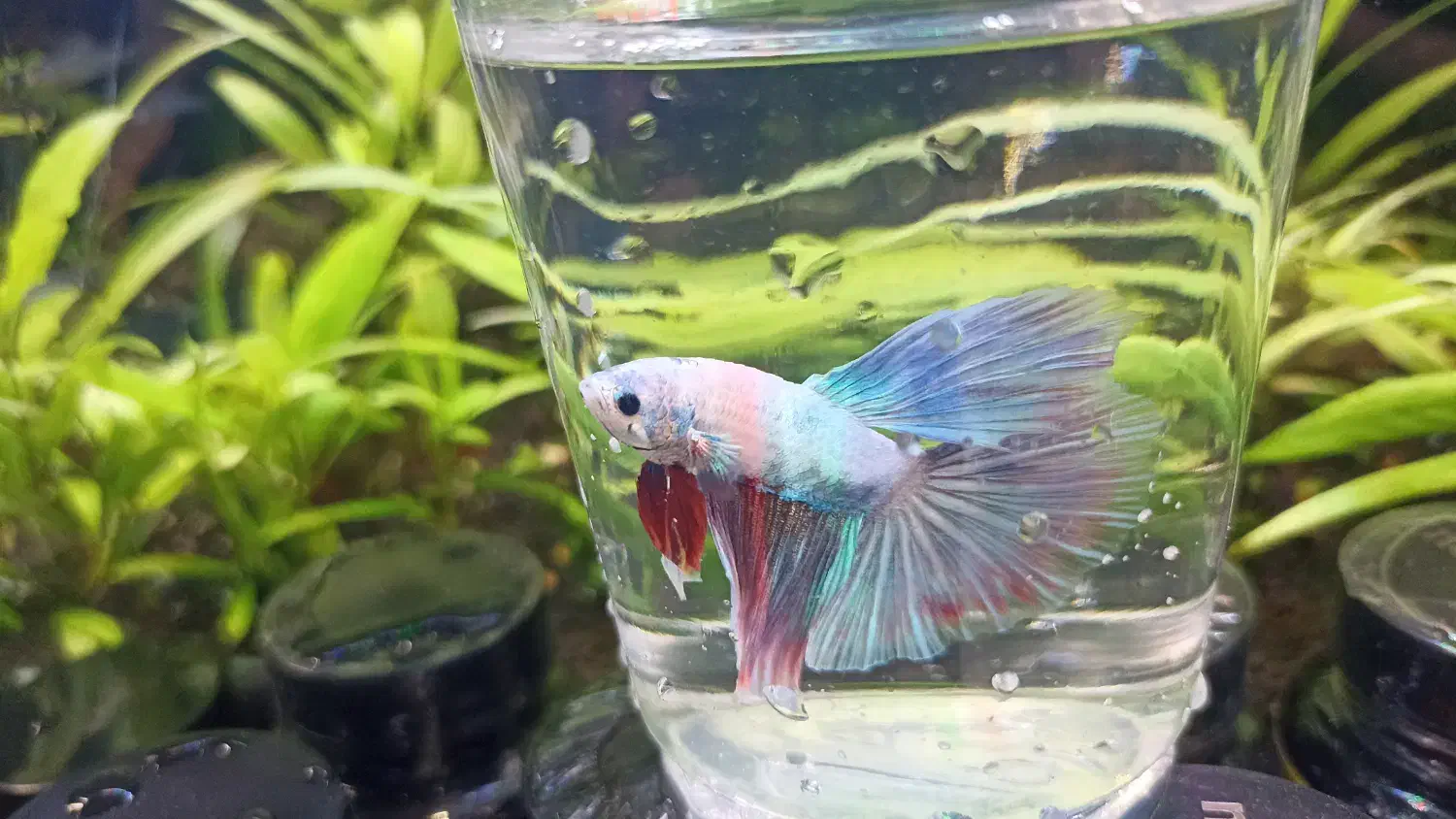 ماهی فایتر|ماهی|آستانه اشرفیه, |دیوار