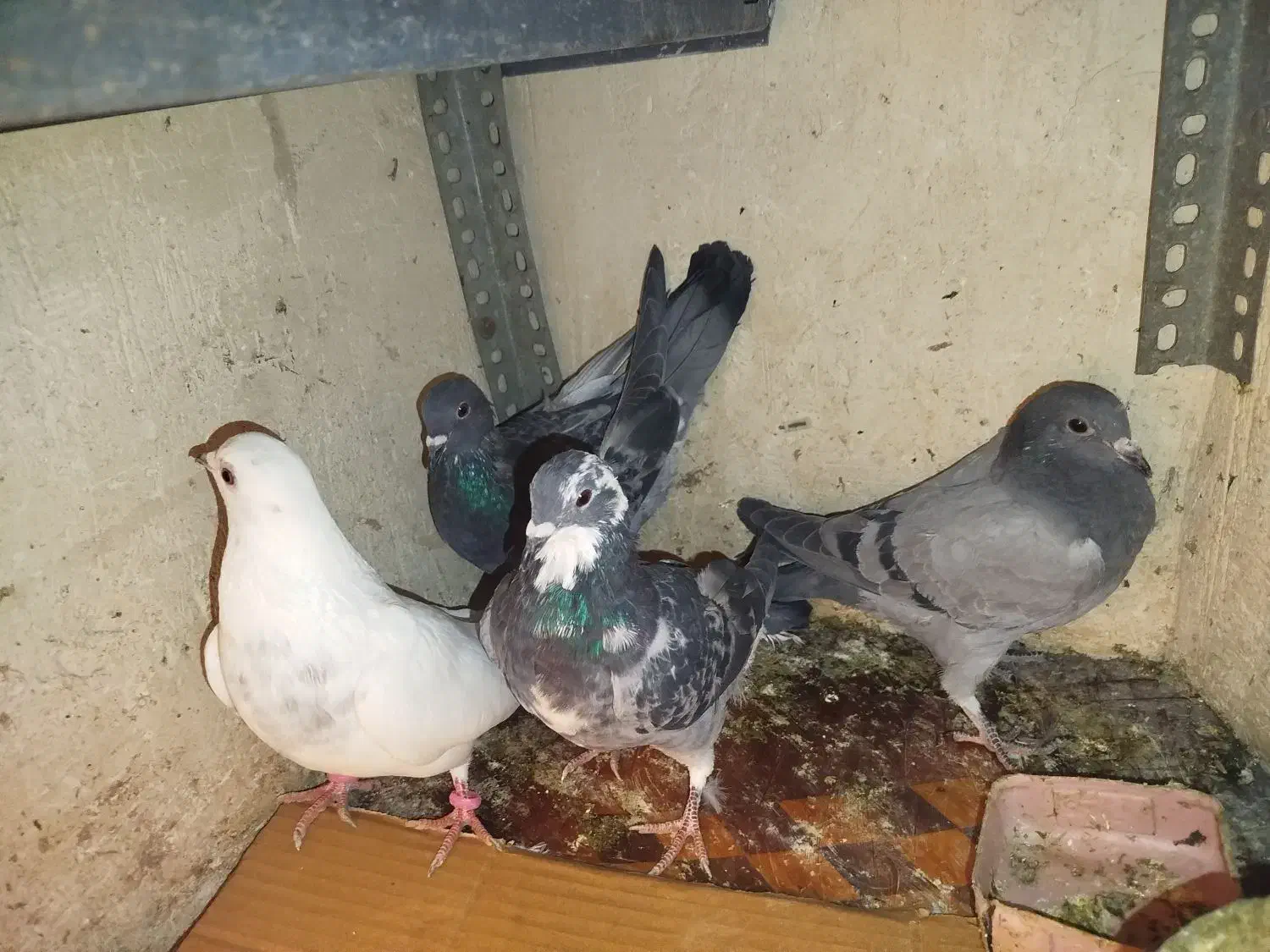 کبوتر|پرنده|تبریز, |دیوار