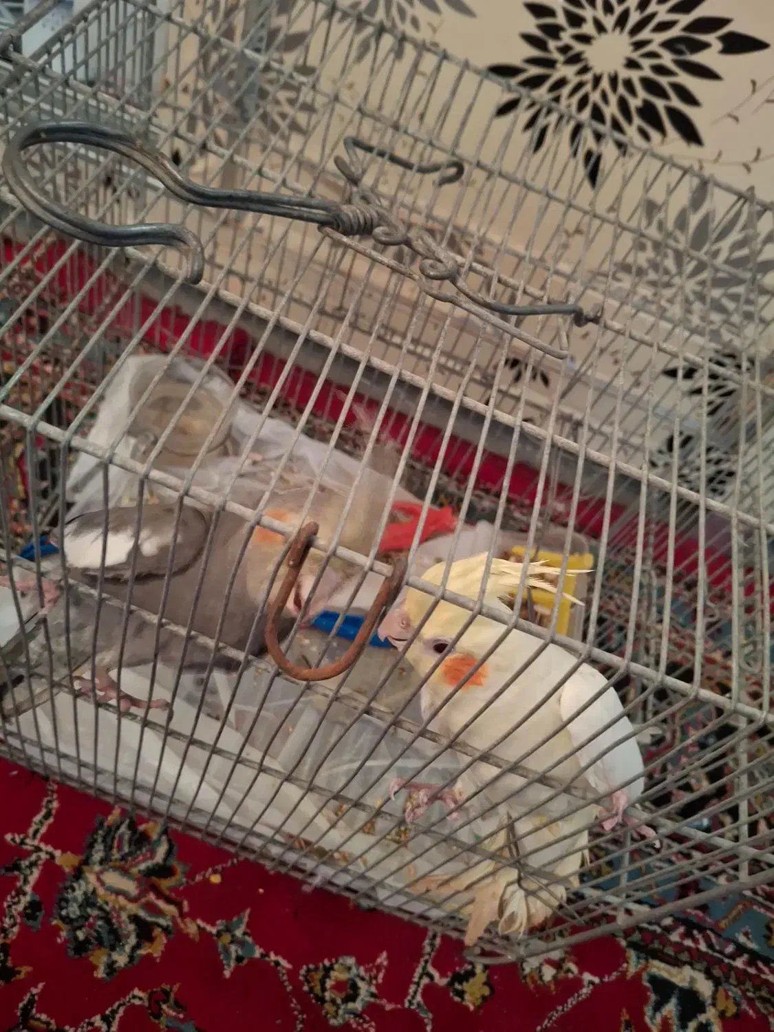 عروس هلندی|پرنده|کتالم و سادات شهر, |دیوار