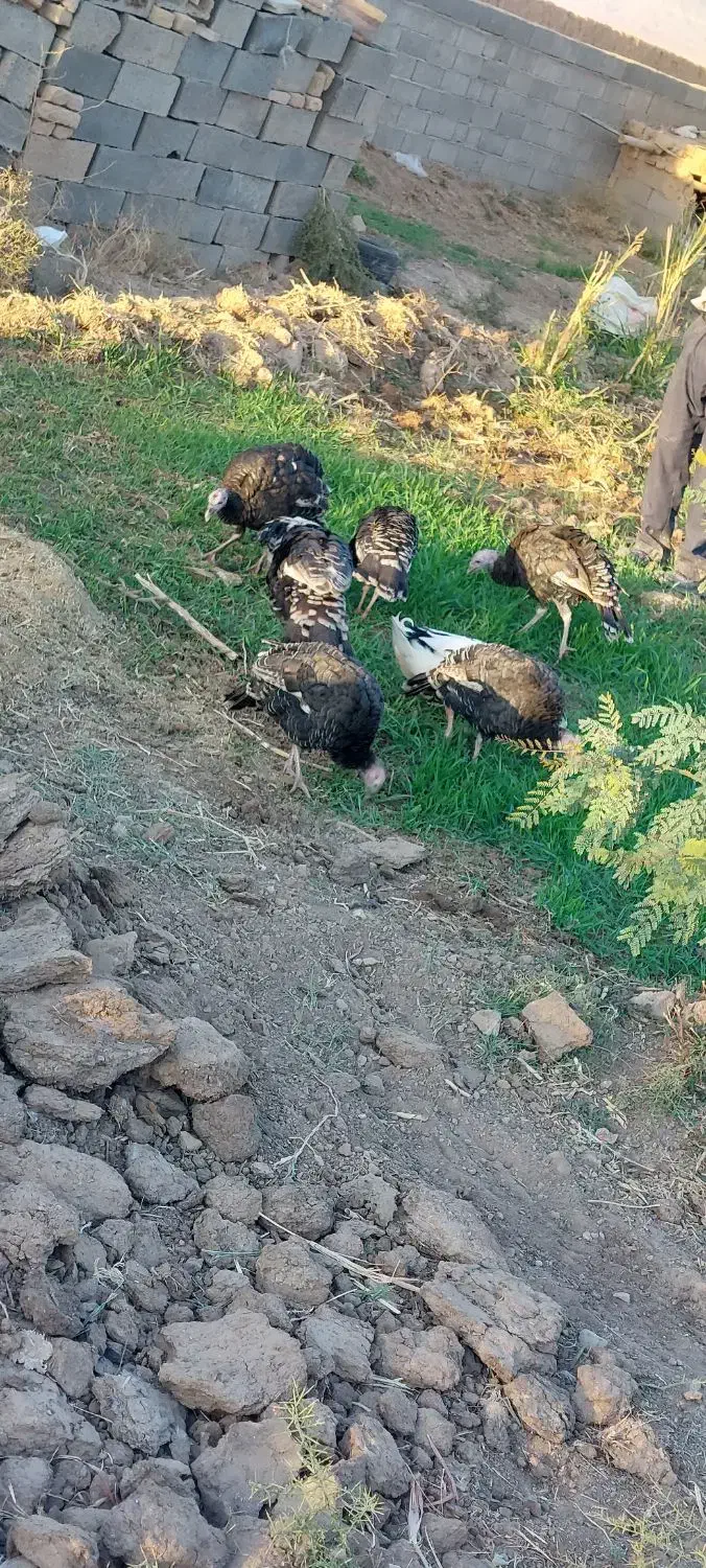 بوقلمون|حیوانات مزرعه|خواف, |دیوار