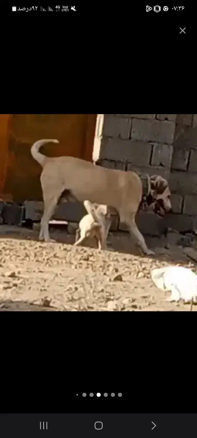 سگ سرابی نرگلهی وپرقدرت|سگ|مشهد, درزآب|دیوار