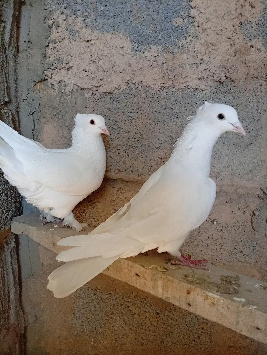 کبوتر|پرنده|آباده, |دیوار