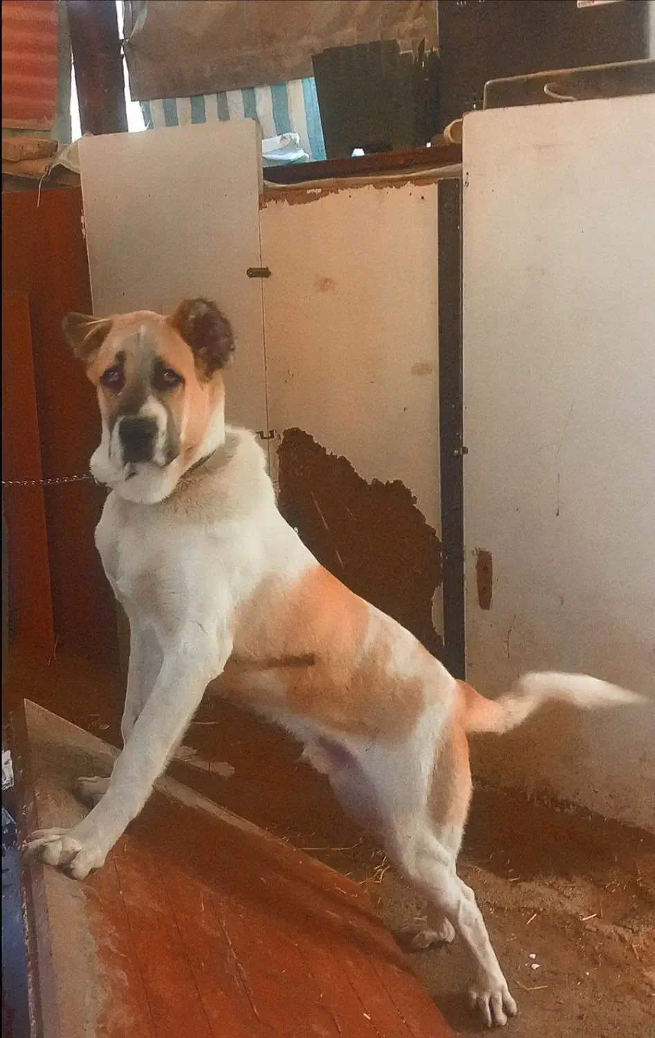 سگ سرابی/پژدر ۱۷ماهه|سگ|کرج, سی متری صنعتکاران|دیوار