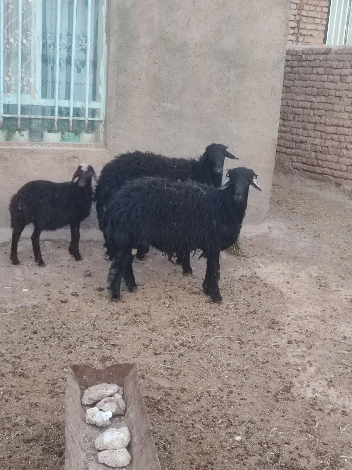 بره قوچی قزل افشار|حیوانات مزرعه|جلگه رخ, |دیوار