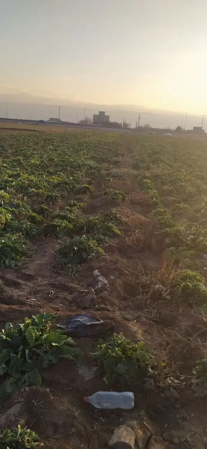 چغندر دامی|حیوانات مزرعه|قوچان, |دیوار