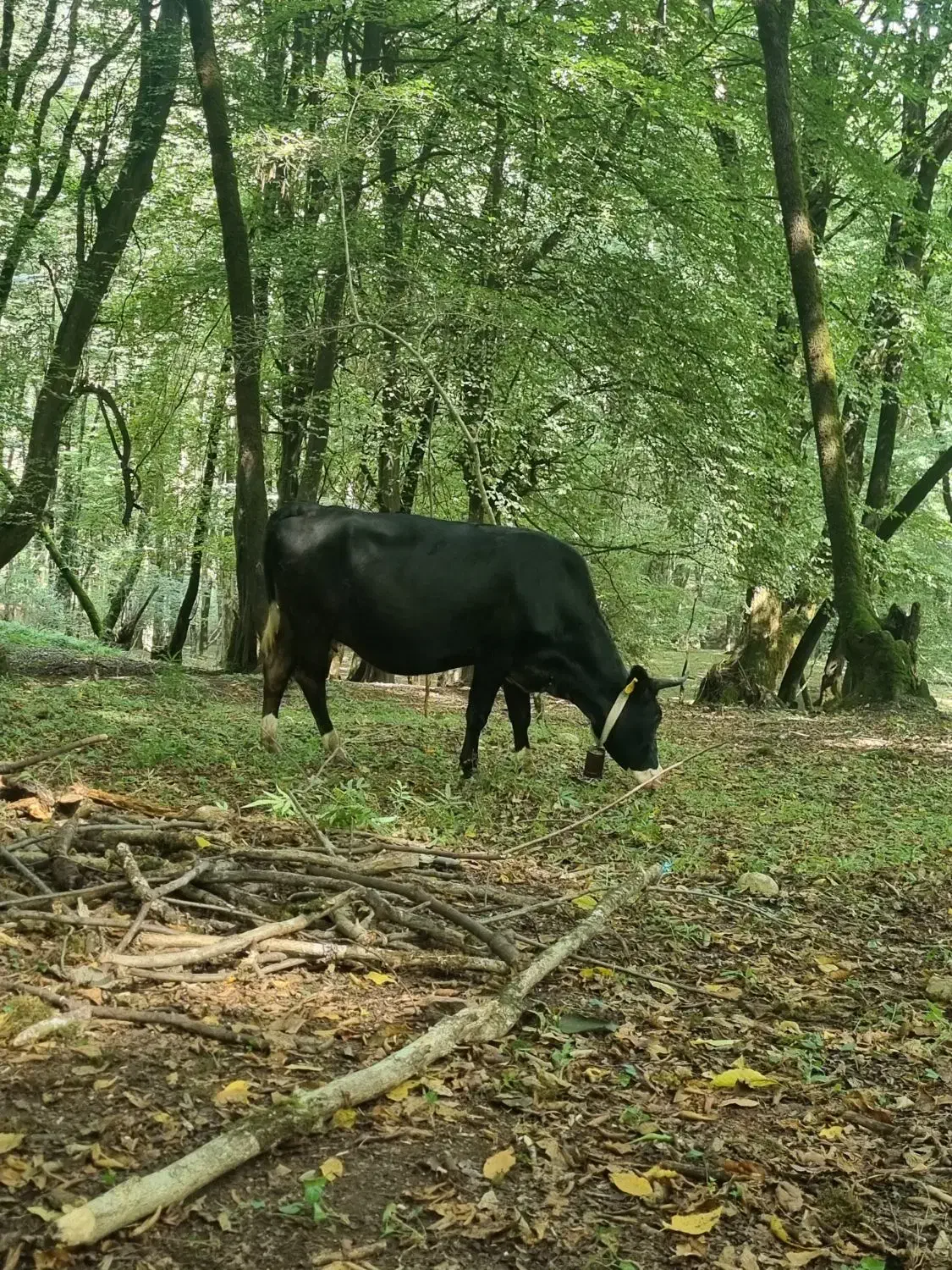 شمال|حیوانات مزرعه|تهران, جوانمردان (اندیشه)|دیوار