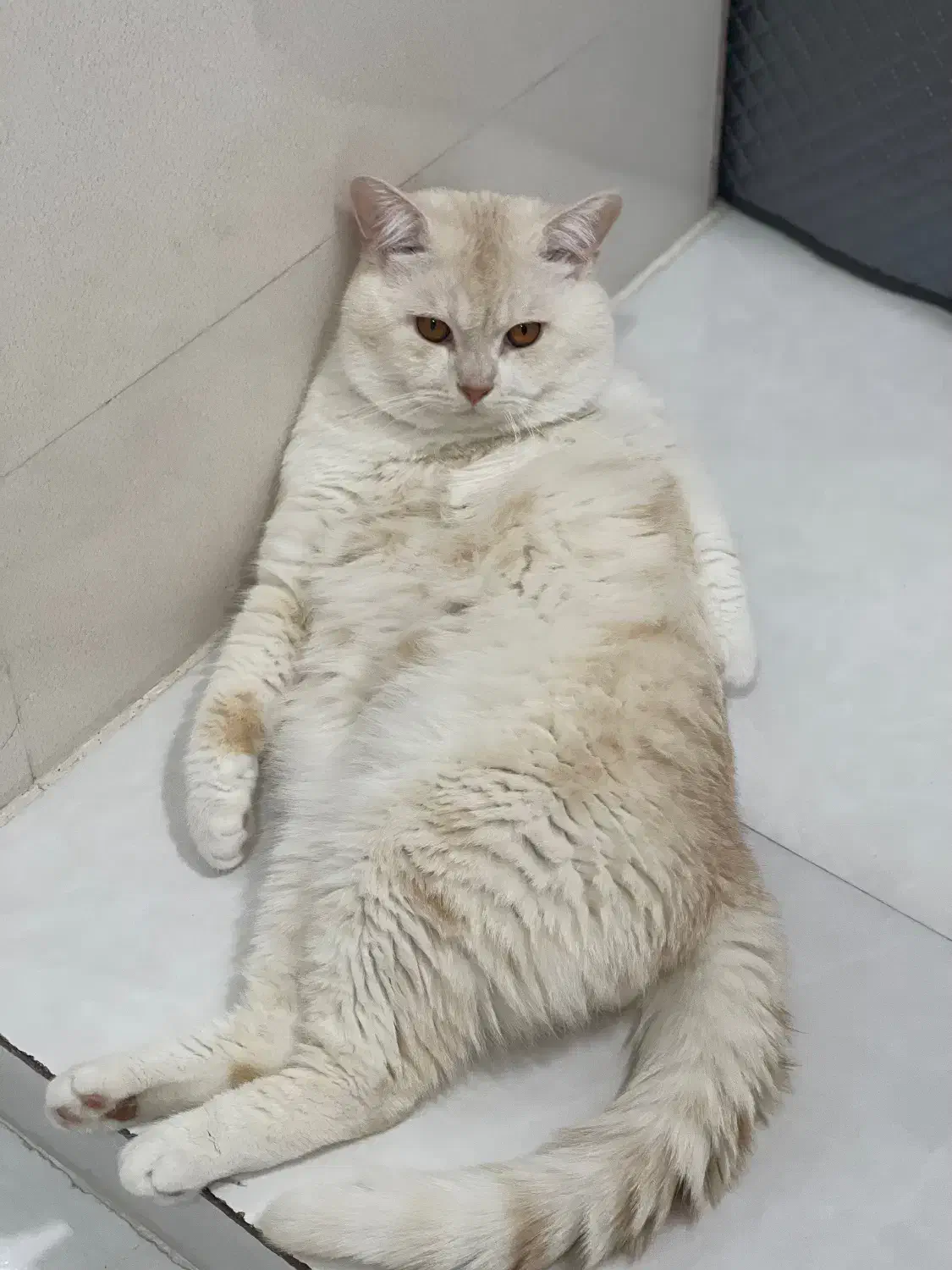 فروش گربه|گربه|سقز, |دیوار