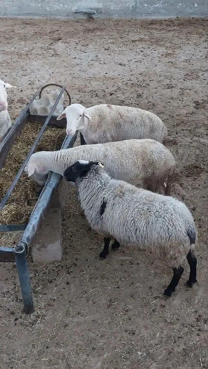 فروش بره نر لاکن و رومانوف|حیوانات مزرعه|مهریز, |دیوار