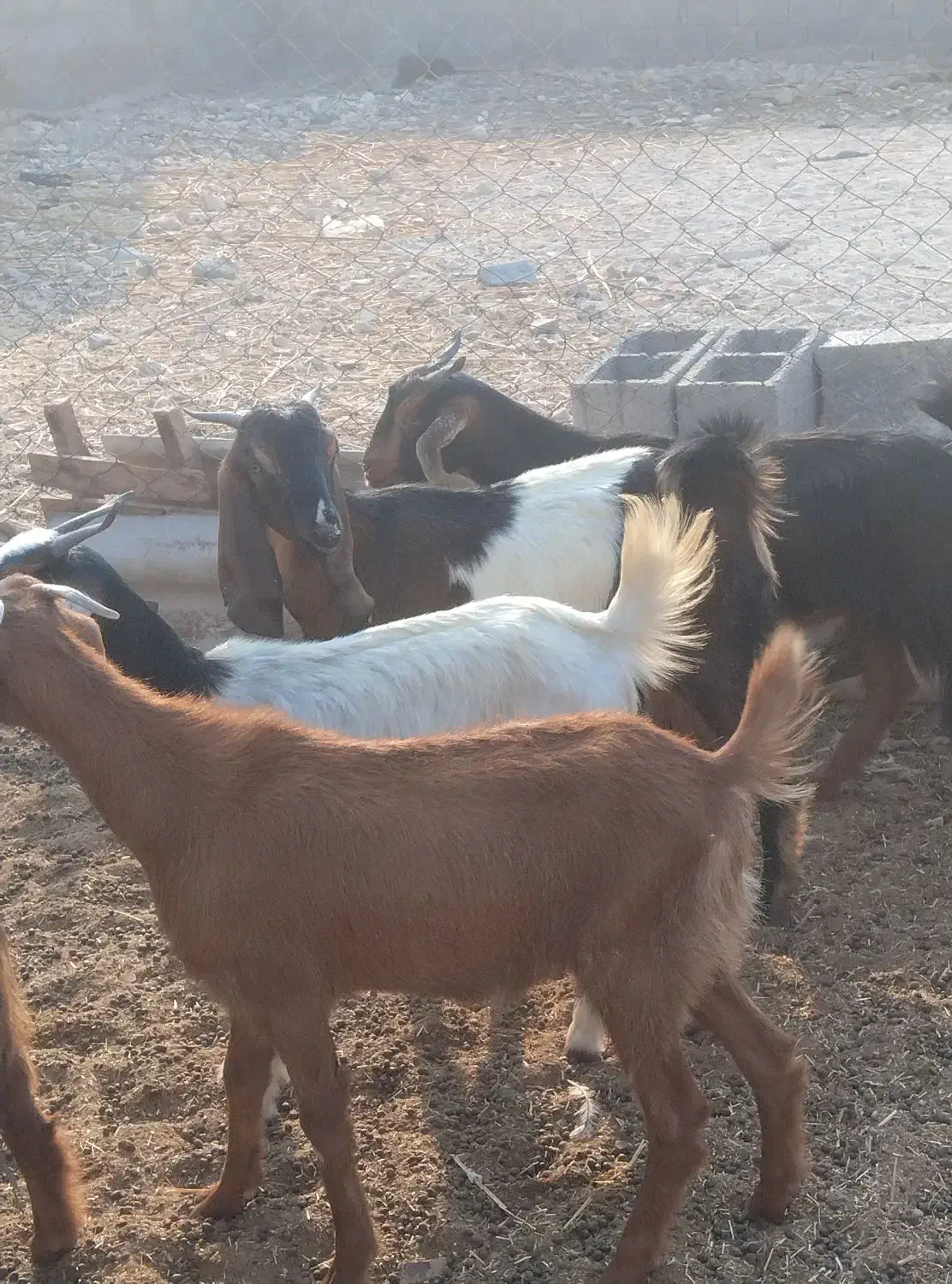 تعدادی بز داشتی|حیوانات مزرعه|آبدان, |دیوار