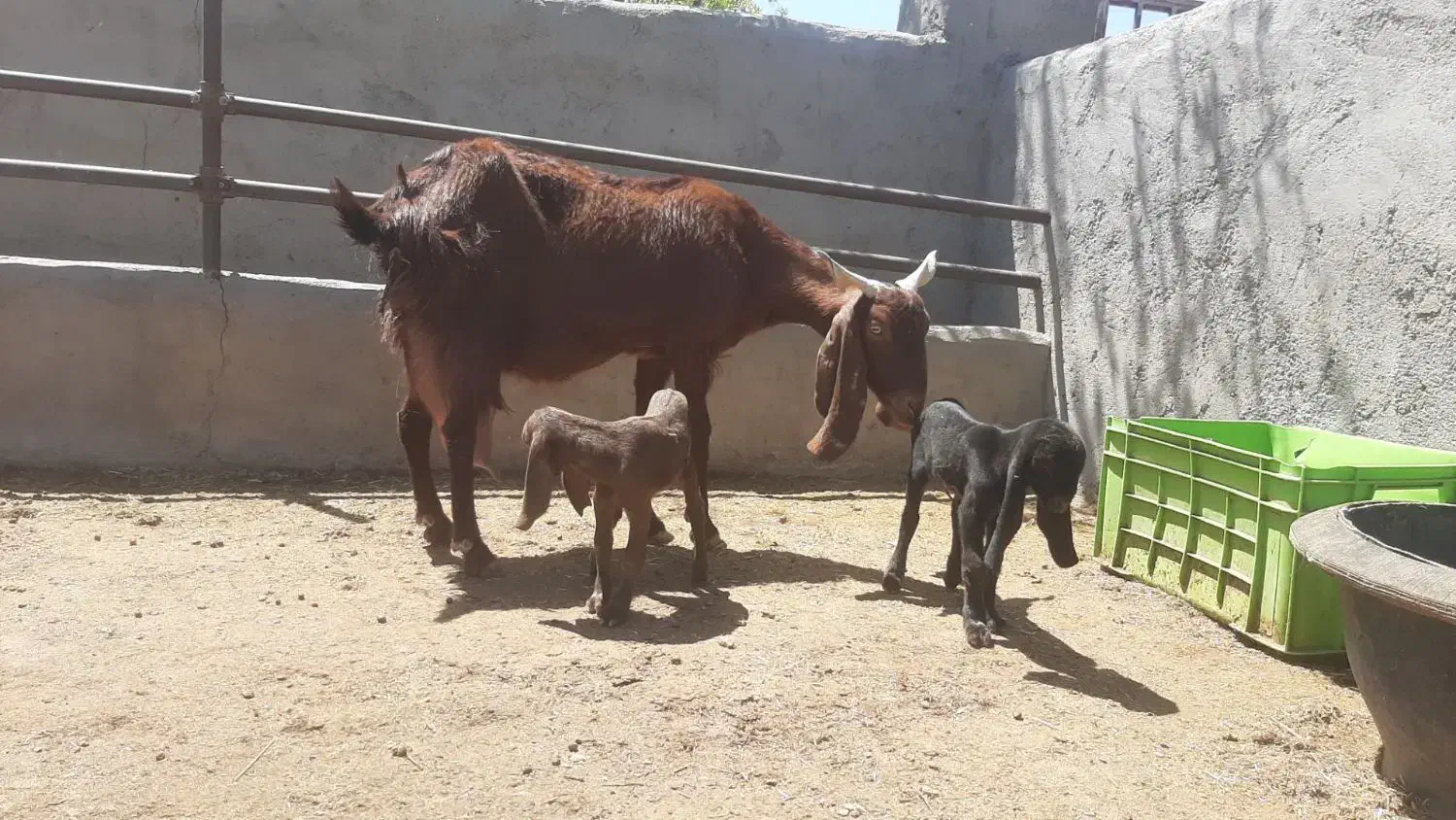 بز دورگه|حیوانات مزرعه|جلگه ماژان, |دیوار