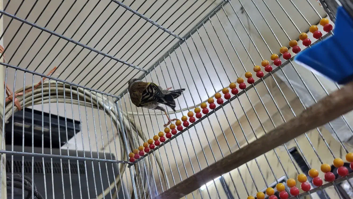 سهره قناری دهن موقوم|پرنده|تهران, شهرک ولیعصر شمالی|دیوار