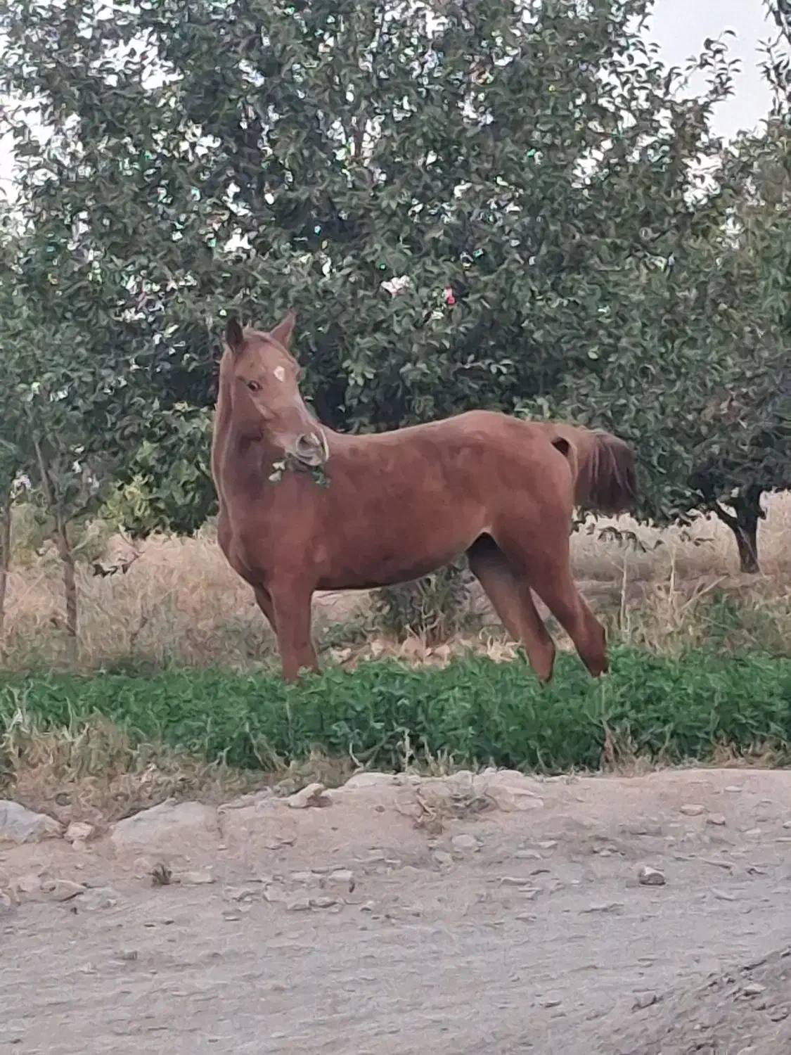 مادیان عرب مصری|اسب و تجهیزات اسب‌سواری|گلپایگان, |دیوار