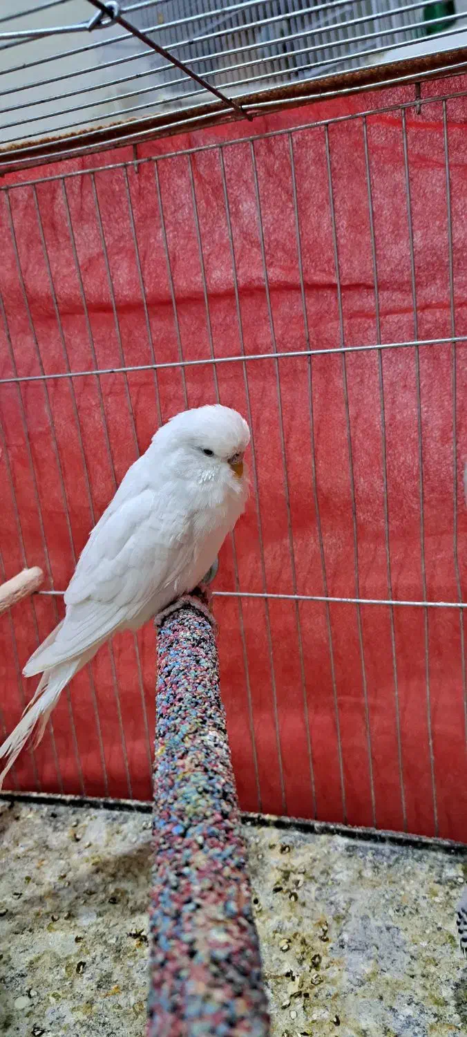 مرغ عشق انگلیسی|پرنده|سراوان, |دیوار