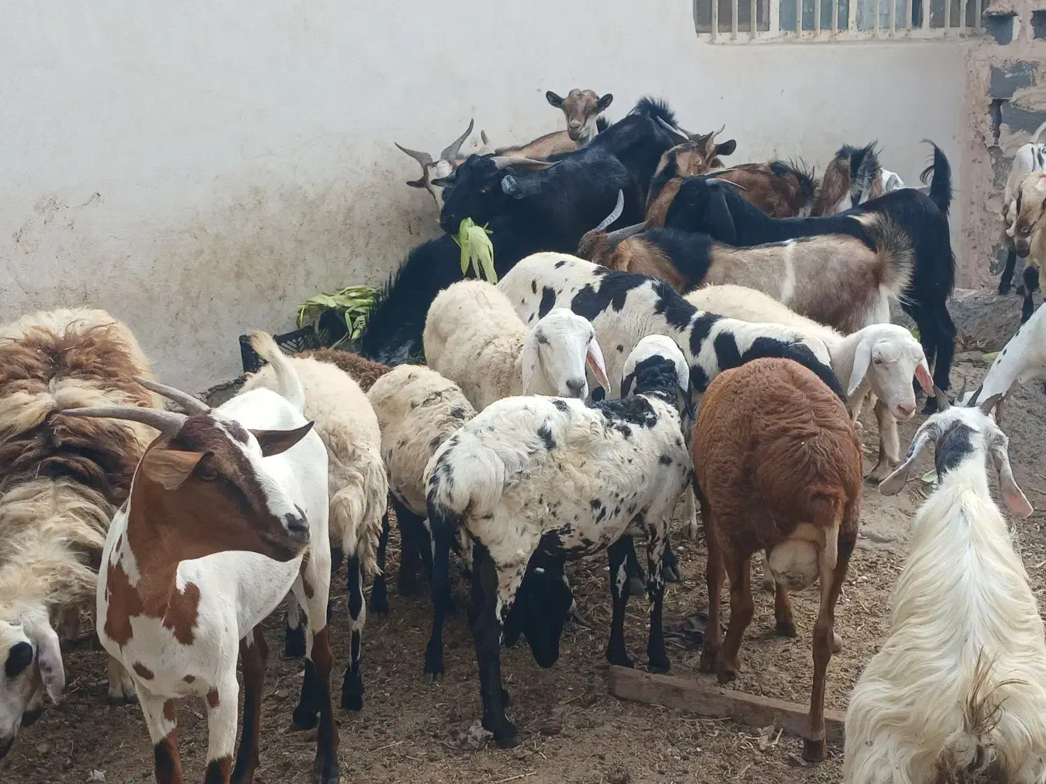 کهر گیسه بز خود بندرعباس با قصابی رایگان|حیوانات مزرعه|بندرعباس, |دیوار