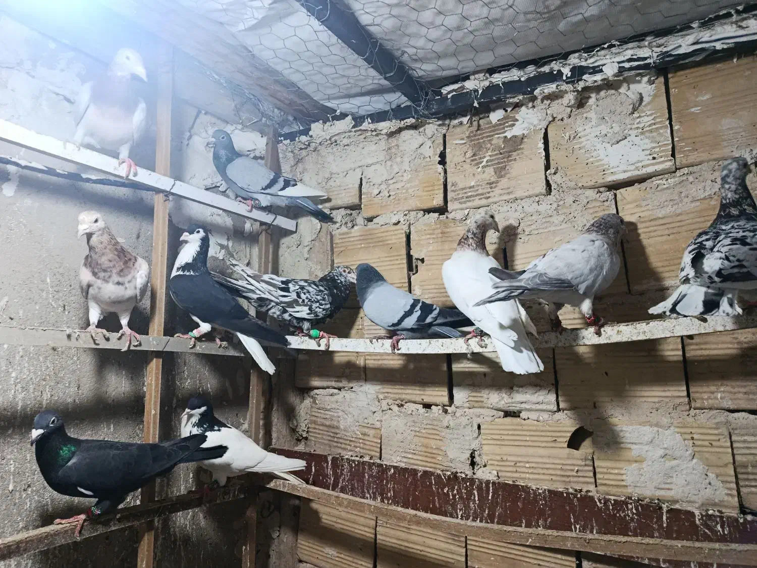 هفترنگ|پرنده|بشاریات, |دیوار