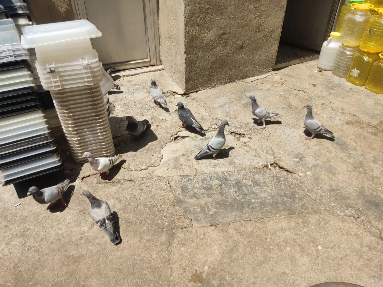 کبوتر|پرنده|شیراز, سجادیه|دیوار