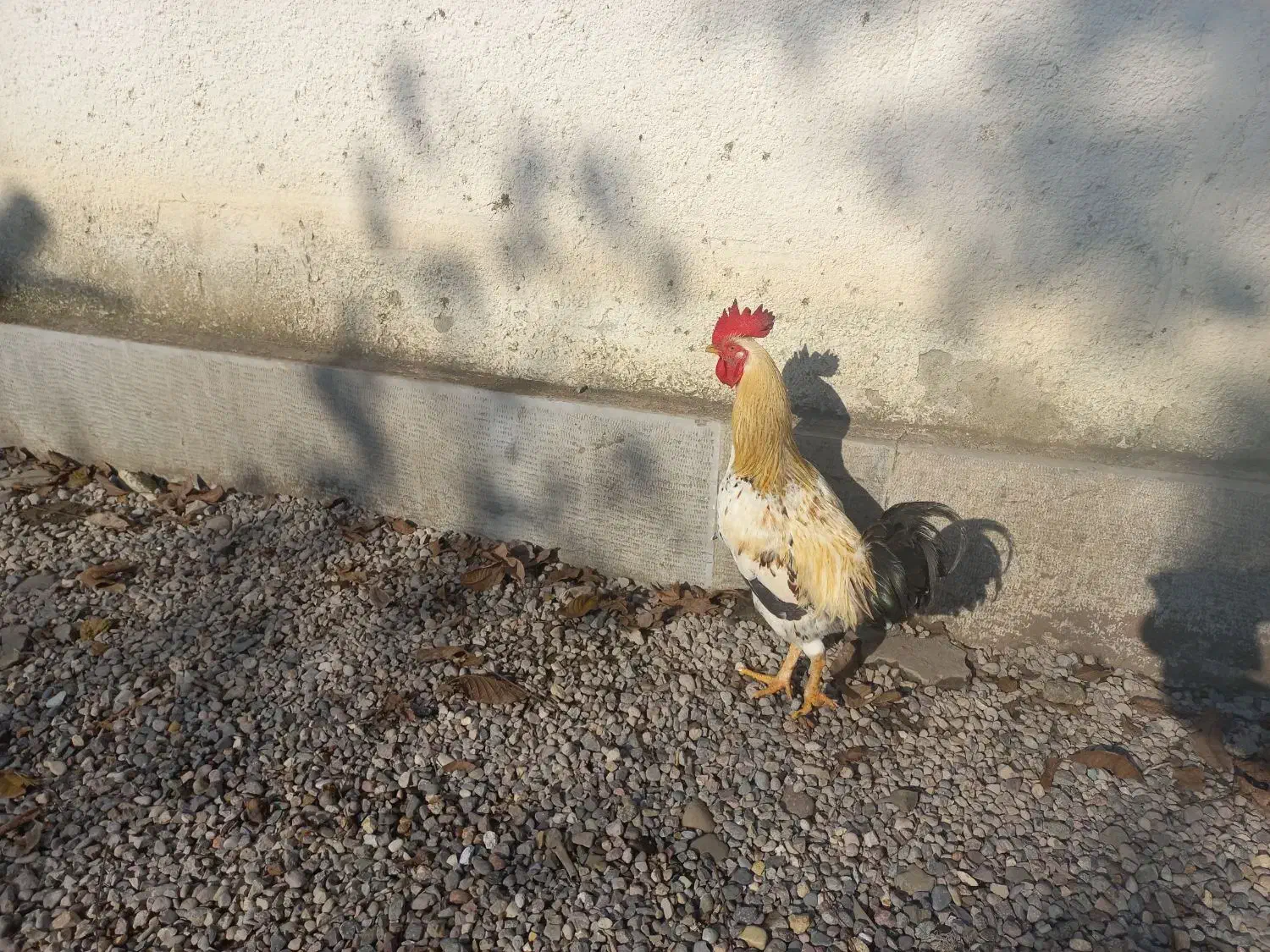 خروس محلی درشت سالم سرحال|حیوانات مزرعه|سیاهکل, |دیوار