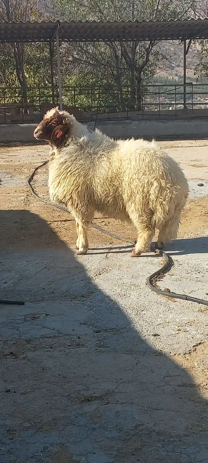 بره قوچ هترو از میش و گوسفند اصلاح شده|حیوانات مزرعه|ایوان, |دیوار